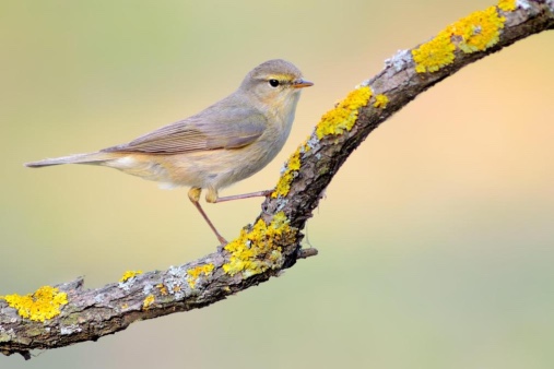 De lente is begonnen, luister naar de tjiftjaf!