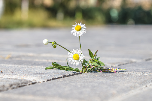 Ontdek wat 10 minuten natuur met je doet